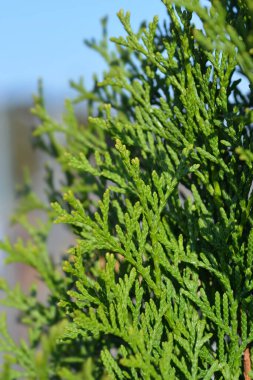 Smaragd Arborvitae - Latince adı Thuja occidentalis Smaragd