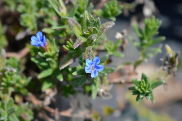 Çırpılmış Gromwell Mavi Çiçekleri Latince Adı Glandora Diusa Lithodora Diusa — Stok fotoğraf