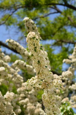 Kırmızı ateş dikenli çiçekler - Latince adı - Pyracantha coccinea