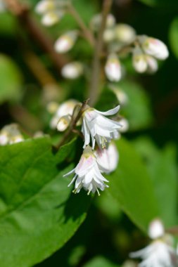 Fuzzy Deutzia Flore Pleno - Latince adı - Deutzia scabra Flore Pleno