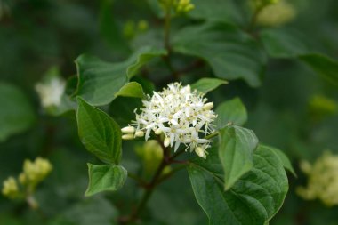 Genel Dogwood - Latince adı - Cornus sanguinea