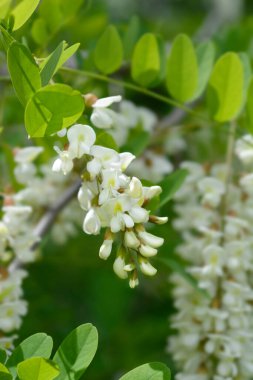 Siyah çekirge - Latince adı - Robinia psödoacia