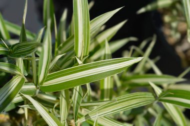Cüce beyaz çizgili bambu - Latince adı - Pleioblastus variegatus
