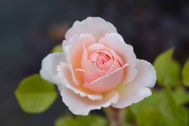 Rose Prensesi Charlene de Monaco - Latince adı Rosa Princesse Charlene de Monaco