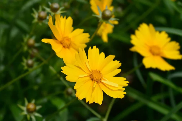 Kwiat Wielkokwiatowy Sonnenkind Łacińska Nazwa Coreopsis Grandiflora Sonnenkind — Zdjęcie stockowe