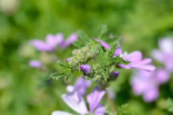 Bud Flor Malva Comum Nome Latino Malva Sylvestris — Fotografia de Stock