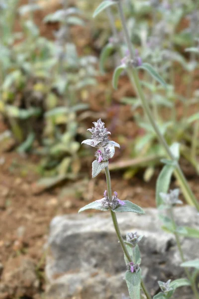 Dwarf Lambs Ears Latin Name Stachys Thirkei — Stock Photo, Image