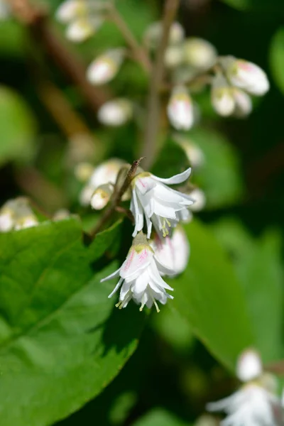 Fuzy Deutzia Flore Pleno ラテン語名 ドイツ語Scabra Flore Pleno — ストック写真