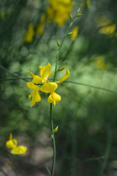 Vassoura Espanhola Nome Latino Spartium Junceum — Fotografia de Stock