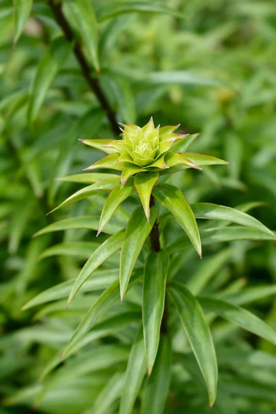 Henrys Lily Latince adı Lilium Henryi 'den ayrılıyor.