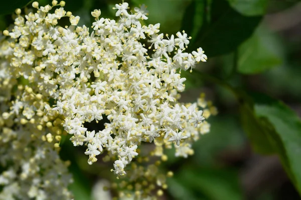 Fiore Sambuco Nero Nome Latino Sambucus Nigra — Foto Stock