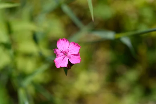 Хорватская Гвоздика Розовые Цветы Латинское Название Dianthus Giganteus Subsp Кроатик — стоковое фото