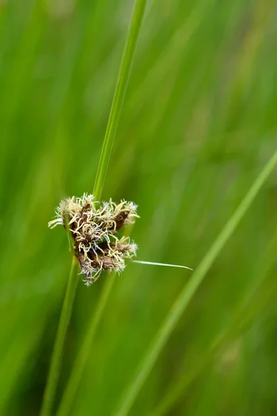 Flor Pincel Marinho Nome Latino Bolboschoenus Maritimus Scirpus Maritimus — Fotografia de Stock