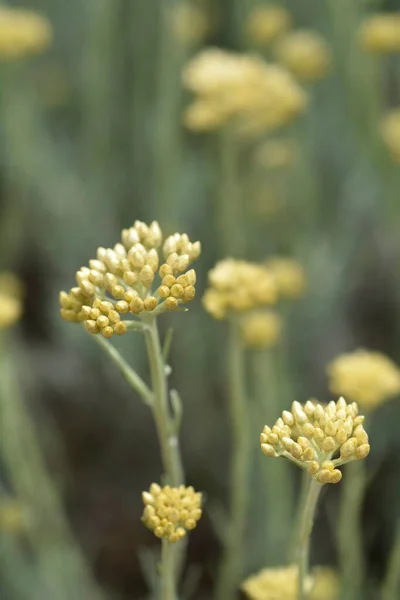 Italská Věčně Žlutá Poupata Latinský Název Helichrysum Italicum — Stock fotografie