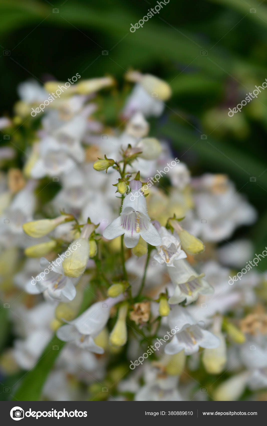 Stockfotos Foxglove Penstemon Bilder Stockfotografie Foxglove Penstemon Lizenzfreie Fotos Depositphotos