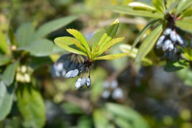 Wintergreen Barberry - Latince adı Berberis Julianae