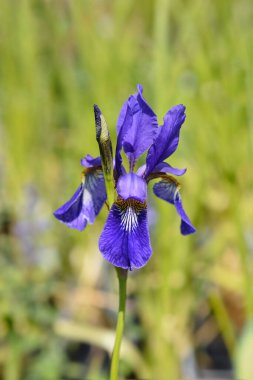 Sibirya irisi - Latince adı - Iris sibirica