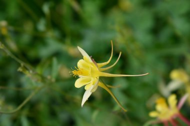 Altın Kolomb - Latince adı Aquilegia Chrysantha