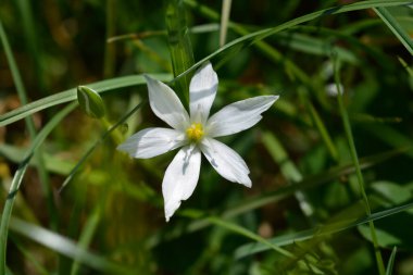 Beytüllahim 'in Bahçe Yıldızı - Latince adı Ornithogalum umbellatum