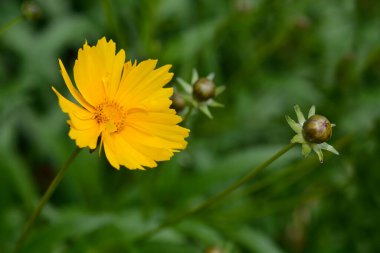 Büyük çiçekli Tickseed Sonnenkind çiçeği - Latince adı - Coreopsis grandiflora Sonnenkind