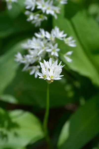 Flor Alho Selvagem Nome Latino Allium Ursinum — Fotografia de Stock