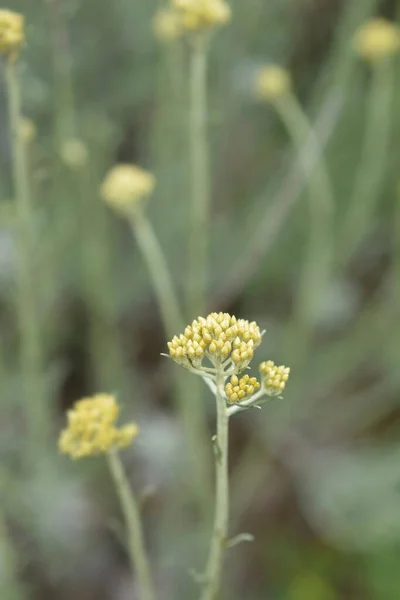 Brotes Flores Amarillas Eternas Italianas Nombre Latino Helichrysum Italicum — Foto de Stock