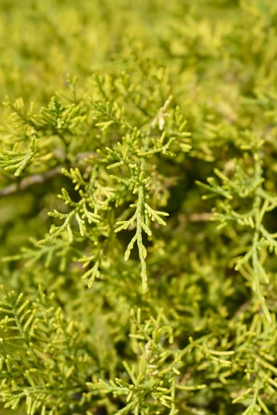 Chinese Juniper Old Gold Latin Name Juniperus Media Old Gold — Stock Photo, Image