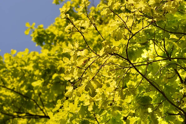 Common oak leaves - Latin name - Quercus robur — Stock Image Common Oak Leaves Latin Name Quercus Robur Royalty Free Stock Images