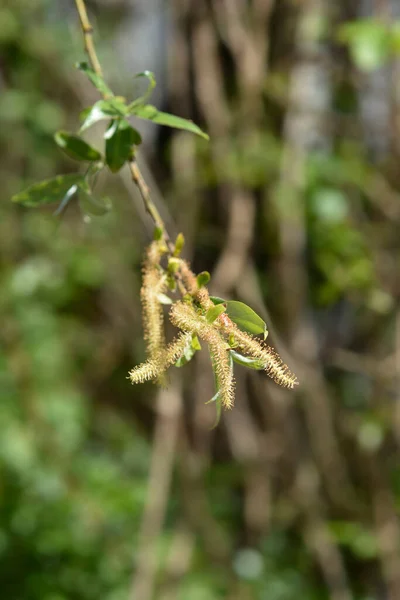White柳 ラテン語名 Salix Alba — ストック写真