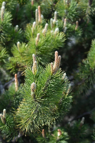 Trpasličí Borovice Mughus Latinské Jméno Pinus Mugo Mughus — Stock fotografie