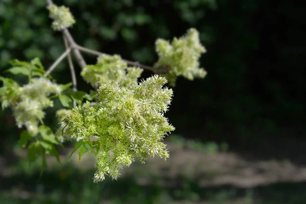 Цветущий Пепел Латинское Название Fraxinus Ornus — стоковое фото