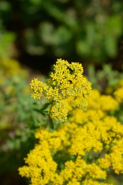 İtalyanca alkalssum - Latince adı - Alyssum argenteum