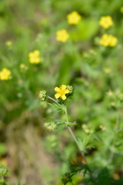 Hoary Cinquefoil Latinskt Namn Potentilla Argentea — Stockfoto