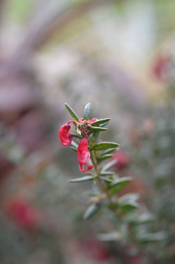 Rosemary Grevillea çiçekleri - Latince adı - Grevillea Rosmarinifolia