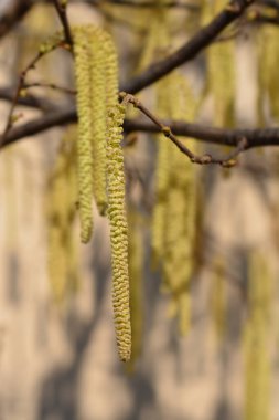 Genel ela - Latince adı - Corylus avellana