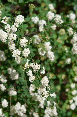 Van Houttes spiraea - Latince adı - Spiraea x vanhouttei