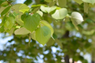 Gümüş kireç yaprakları - Latince adı - Tilia tomentosa