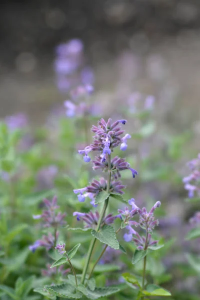 Lesser Cat Mint Латинское Название Nepeta Nepetella — стоковое фото