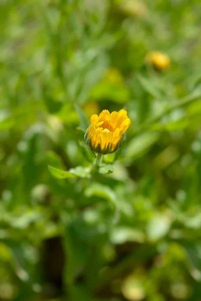 Princess Mix Garden Marigold Latin Name Calendula Officinalis Princess Mix — Stock Photo, Image