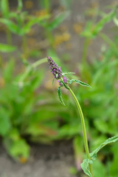 Paarse Betonie Latijnse Naam Stachys Officinalis Betonica Officinalis — Stockfoto