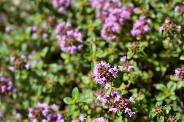 Flores Tomillo Silvestre Más Grandes Nombre Latino Thymus Pulegioides — Foto de Stock