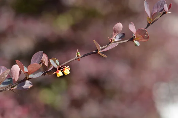 紫の日本産バーベリーブランチ ラテン語名 ベルベリス トゥンベルギ Atropurpurpurea — ストック写真