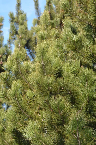 Bosnische Den Latijnse Naam Pinus Heldreichii Var Leucodermis — Stockfoto