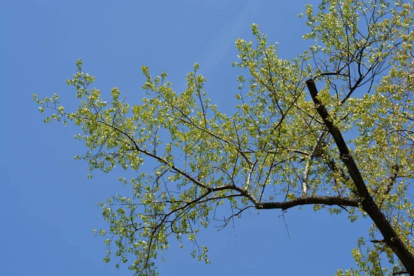 Peuplier Canadien Nom Latin Populus Canadensis — Photo