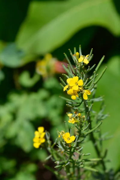 Alpesi Wallflower Arany Drágakő Sárga Virágok Latin Név Erysthe Golden — Stock Fotó