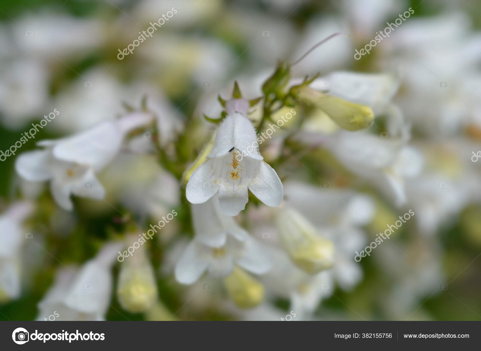 Stockfotos Foxglove Penstemon Bilder Stockfotografie Foxglove Penstemon Lizenzfreie Fotos Depositphotos