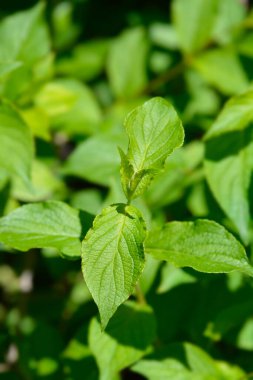 Eski moda Weigela yaprakları - Latince adı - Weigela Florida