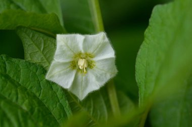 Kiraz çiçeği - Latince adı - Physalis alkekengi