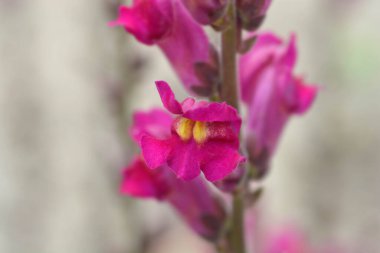 Snapdragon Flame - Latince adı - Antirrhinum majus Flame