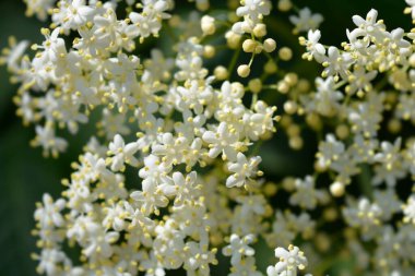 Siyah Elder çiçekleri - Latince adı - Sambucus nigra